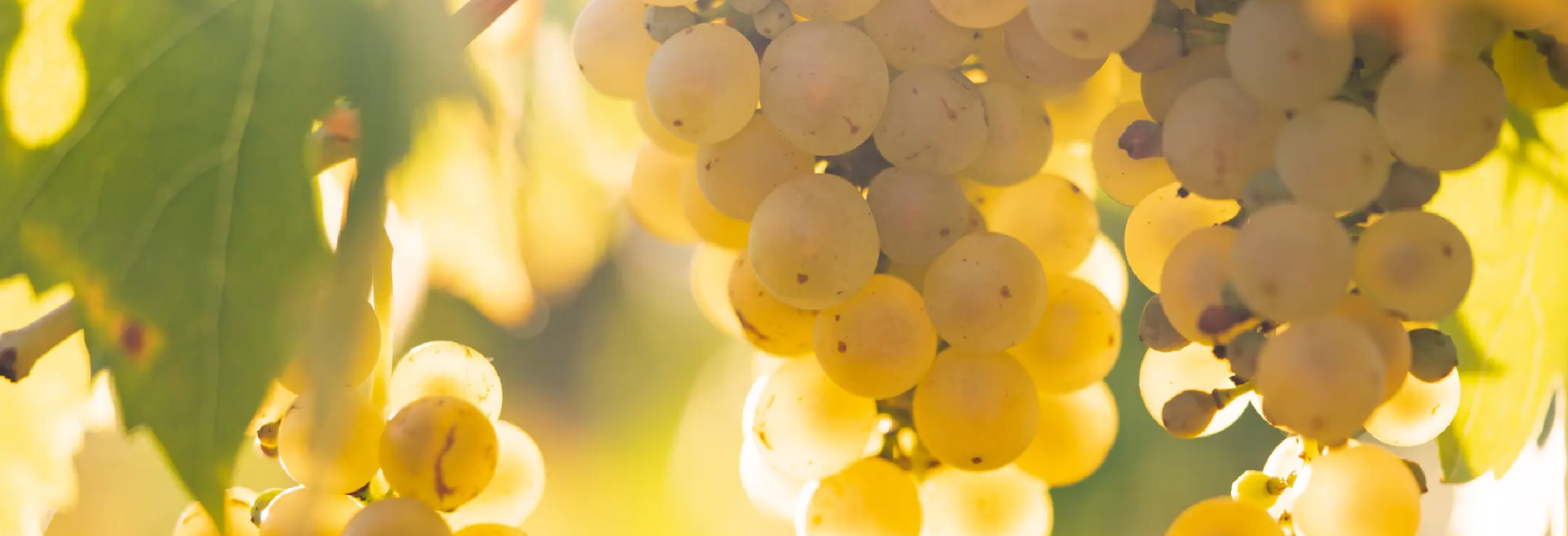 Discover the Essentials to Orange Wine
