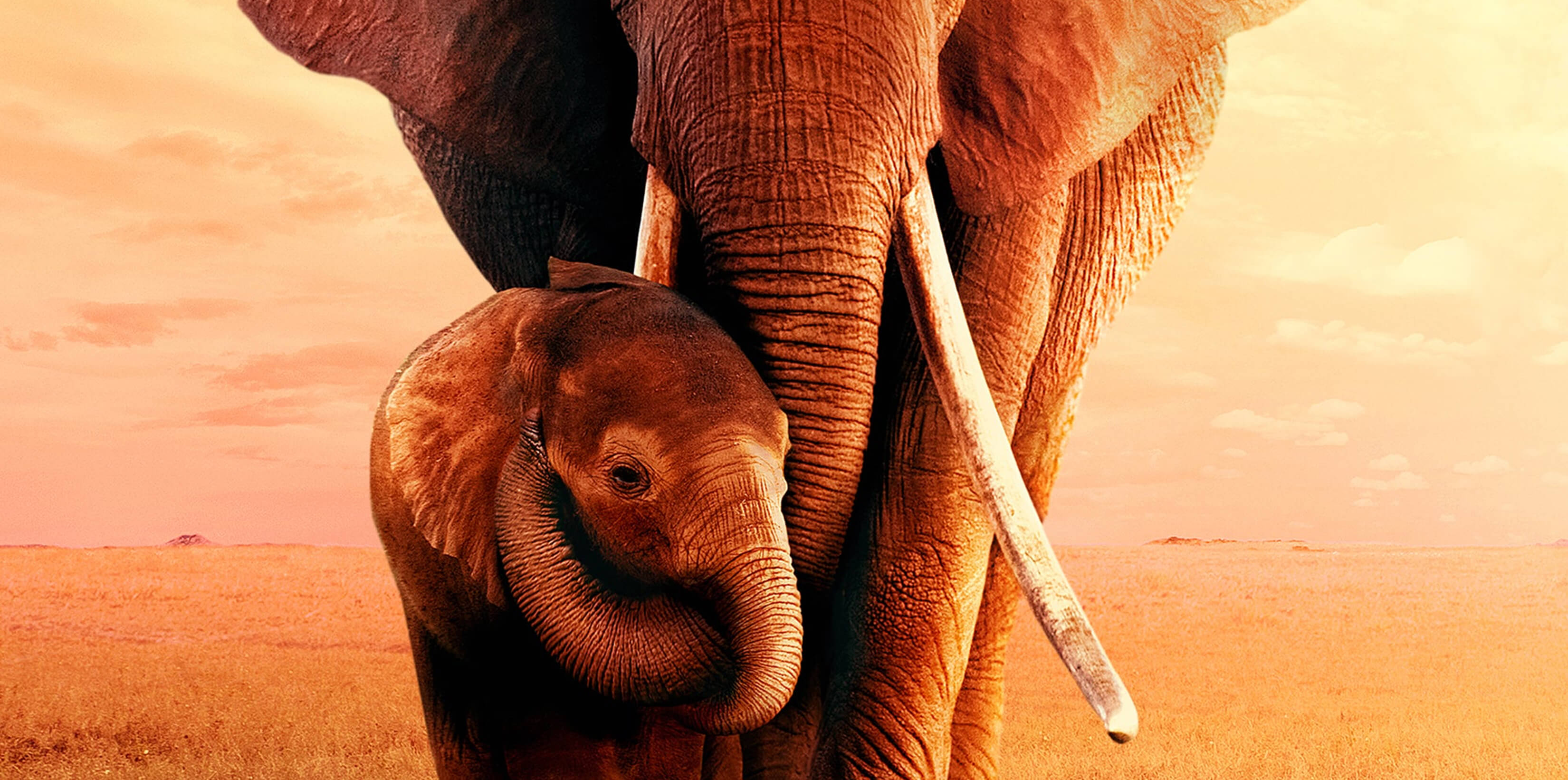 Amarula  - The Legend