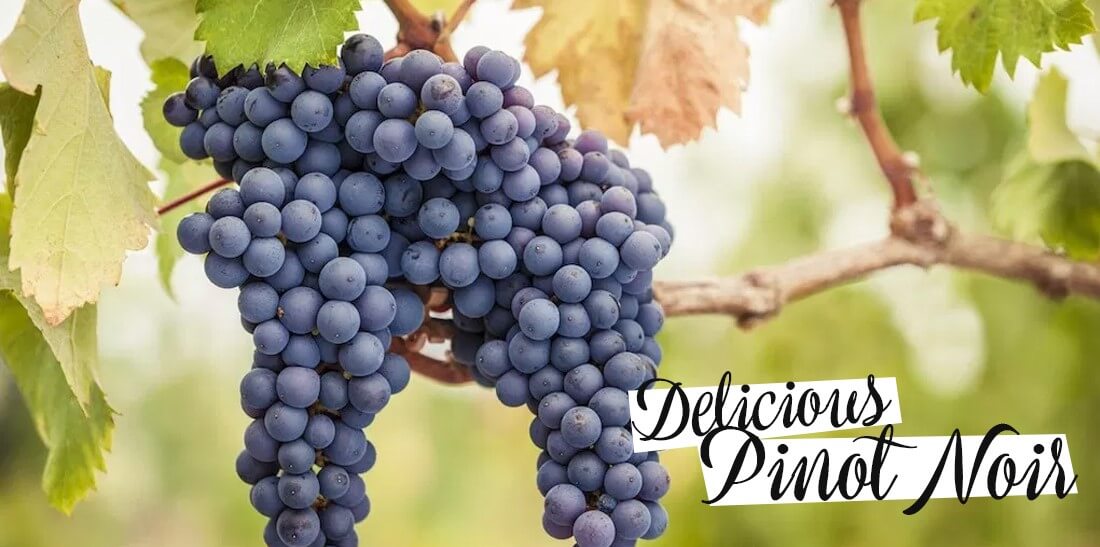 A Toast to Pinot Noir
